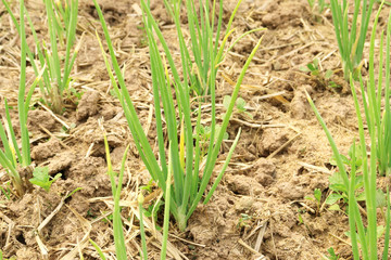 Onion plantation plot Non-toxic vegetables