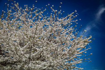 Bradford Pear tree in full bloom against a radiant blue sky