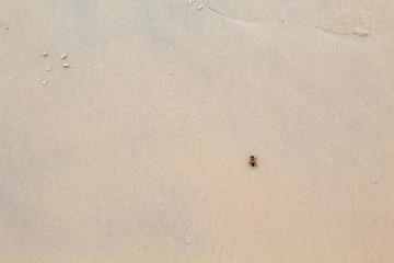 Fototapeta na wymiar abelha na areia da praia 