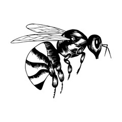 Wasp in doodle style. Black and white vector illustration. Insect is drawn by hand and isolated on a white background. Sketch wasp. Side view. Outline drawing.