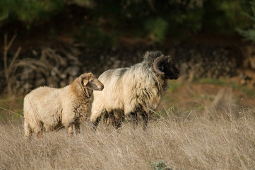 Obraz premium Sheep Ovis aries in a meadow of Valverde. El Hierro. Canary Islands. Spain.