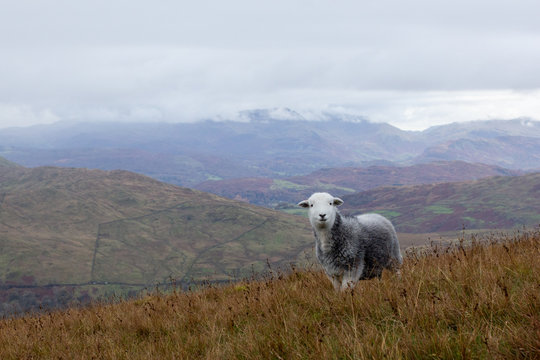 sheep in the mountains