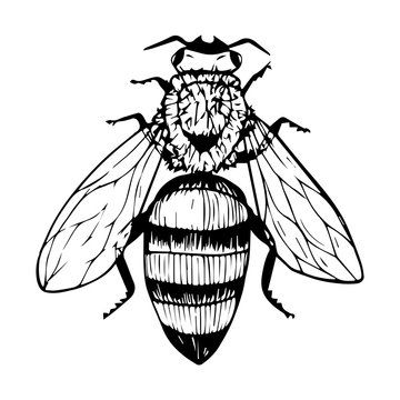 Doodle style bee. Black and white vector illustration. Insect is drawn by hand and isolated on a white background. Sketch of a honey bee. Top view. Outline drawing.