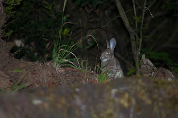 European rabbit at night in La Llania. El Hierro. Canary Islands. Spain.