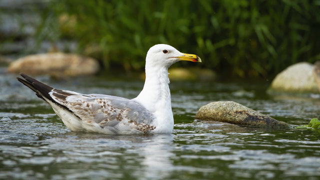 Strong caspian gull, larus cachinnans, swimming on water of stream between stones in summer. Massive bird with white feathers and yellow beak floating in river from side view.