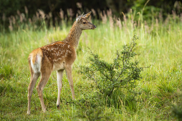 Naklejka na ściany i meble Curious red deer, cervus elaphus, calf exploring green nature in summertime. Cute young fawn with white spots looking aside from back view. Mammal fawn watching and listening on meadow with grass.