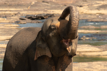 Fototapeta na wymiar Pinnawala Elephant Orphanage is an orphanage, nursery and captive breeding ground for wild Asian elephants located at Pinnawala village,Kegalle town in Sabaragamuwa Province of Sri Lanka