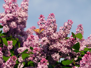 Lilac tree with flowers in Sunny weather. Blooming tree lilacs and butterflies insects in Sunny weather.