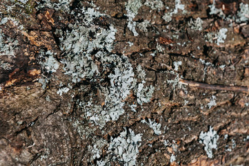 old tree bark with moss