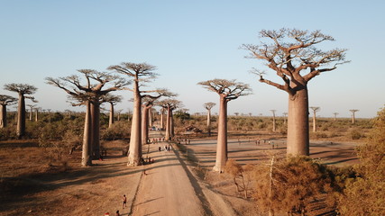 baobab en Madagascar 