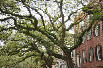 Spanish moss (Tillandsia usneoides) on crooked live oak trees in Savannah, Georgia, USA