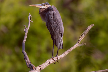 Summer heron on a bough