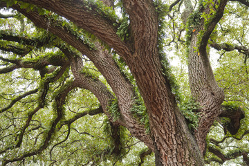 Fototapeta na wymiar Spanish moss (Tillandsia usneoides) on crooked live oak trees in Savannah, Georgia, USA