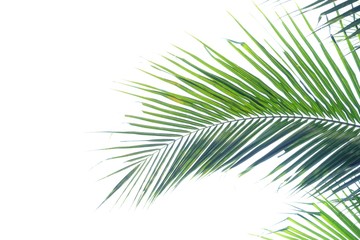 Tropical coconut leaves with branches on white isolated background for green foliage backdrop 