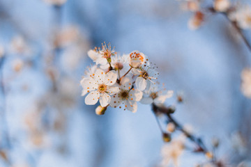 cherry blossom macro