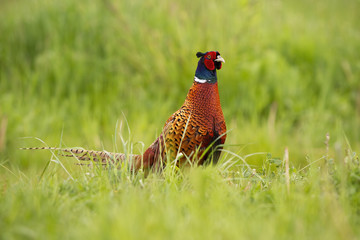 Disturbed common pheasant, phasianus colchicus, walking along the grassland in summer. Curious ring-necked bird observing the grassy vegetation of the hayfield. Hungry pheasant in the nature.