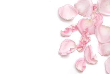 A group of sweet pink rose corollas on white isolated background with copy space 