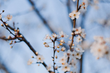 Beautiful spring white cherry blossoms blooms flowers