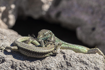 Lizard on the rocks on a sunny day.