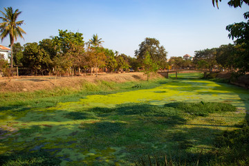 A beautiful view of lotus flower farm in Siem Reap, Cambodia.