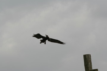 Pelican in flight out in the gulf of mexico