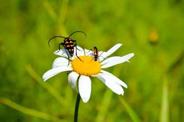 beetles on camomile