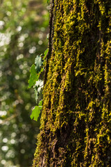 Ivy leaves on a moss-covered tree bark, shallow depth of field, selective focus