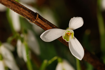 snowdrop flower macro