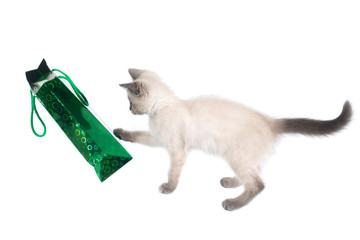 The kitten looks into the holiday package.