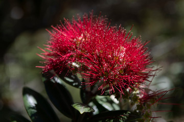 Detail of the red flower of the Pohutukawa tree endemic to New Zealand.