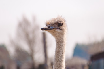 One Beautiful ostrich against the sky.Portrait of an ostrich head. Photo.