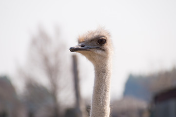 The ostrich looks directly at the sky.Landscape.Photo.