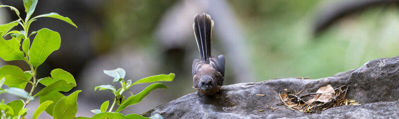 Fantail sitting on a rock looking at the camera during a walk in Kerikeri, New Zealand.