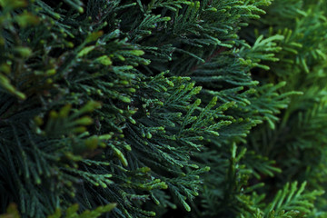 Branches of the fir tree,close up phootography.Floral pattern.Natural background.