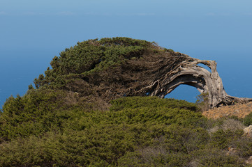 Fototapeta na wymiar Juniper Juniperus turbinata canariensis twisted by the wind. Frontera Rural Park. El Hierro. Canary Islands. Spain.