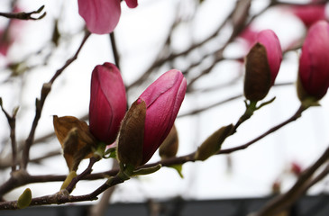 Sevral closed buds of magnolia,flowers heads on the branch.Close up photography.Close up...
