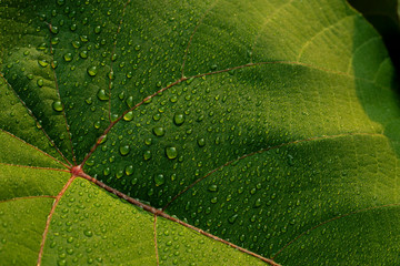 Green leaf with rain drop in jungle. Water drop on leaves. Green leaf texture background with minimal pattern. Green leaves in tropical forest on dark background. Greenery wallpaper. Botanical garden.