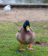 Duck frontal view