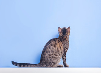 Young tabby cat sitting and looking back