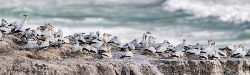 beautiful panorama showing bird nests packed on the cliffs with the ocean sea in the back, at the Murowai Australasian Gannet colony along the North Island