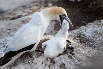 adult australasian gannet feeding its chick on the nest, in the last light of the day in the Muriwai colony