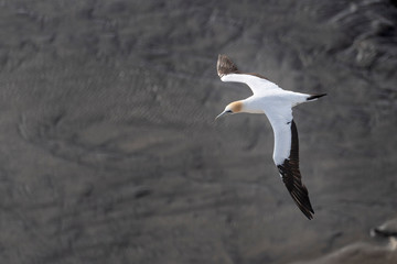 aerial panorama of flying australasian gannet in evening summer light, his white plumage making a beautiful contrast with the wet shiny black rocks on the background, Muriwai beach