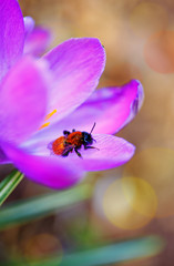 Macro shot of purple crocus and bee in spring garden. Easter background.