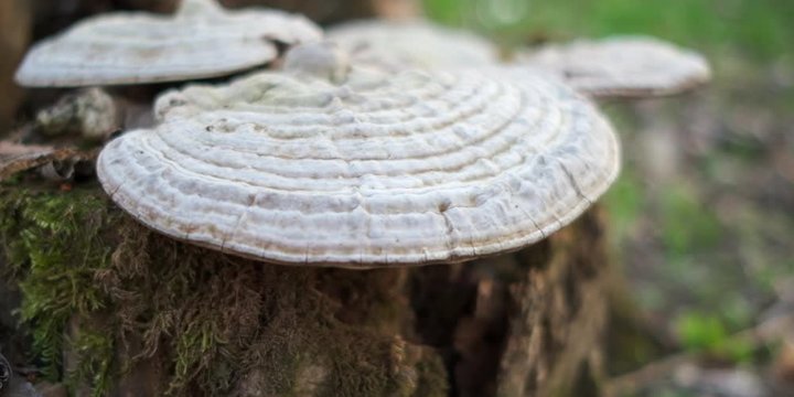 Fomes fomentarius on the tree