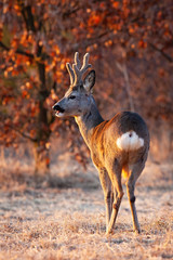 Strong roe deer, capreolus capreolus, buck chewing with open mouth on a meadow in evening light. Big male mammal with antlers in velvet looking aside from back view in spring nature.