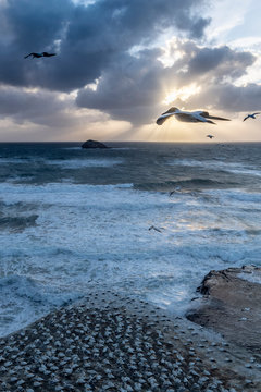 aerial landscape view at sunset sunrise wit amazing sunbeams over the sea water showing australasian gannets flying over the gannet colony at Muriwai beach along the North Island coastline