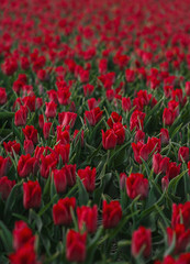 field of red fresh beautiful tulips