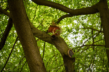 squirrel on tree