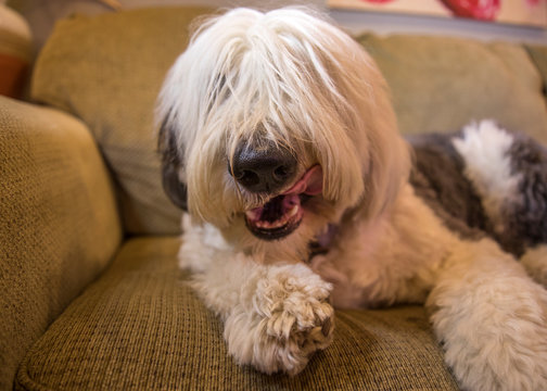 sheepdog on the sofa in a cozy room