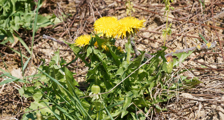 Pissenlits communs ou dent-de-lion (Taraxacum officinale)